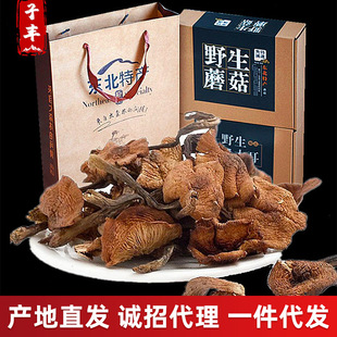 �|���L��ɽ���خa��؛�Ģ �|����؛����rζС�u��Ģ�� Ұ���Ģ