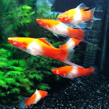 红白剑鱼活体热带观赏鱼渔场直销包损批发胎生鱼水族世界红白箭鱼