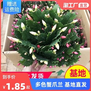 ��ɫзצ�m�������Ԏ������ļ��_���ذ���B�׻��ͺ��ͺ��҃Ȼ���
