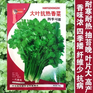Large-Leaf Heat-Resistant Coriander Seeds, Coriander Seeds, Heat-Resistant, Cold-Resistant, Bolting-Resistant, Strong-Flavored Balcony Potted Coriander Seeds for All Seasons