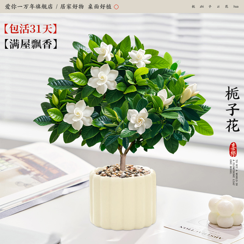 단극 치자나무 + 크림티라미수 (포장석 + 영양액 포함)