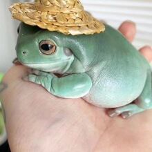 姥爷树蛙青蛙活物宠物家养角蛙小丑蛙栖蝌蚪角蛙澳洲蓝绿老爷树蛙