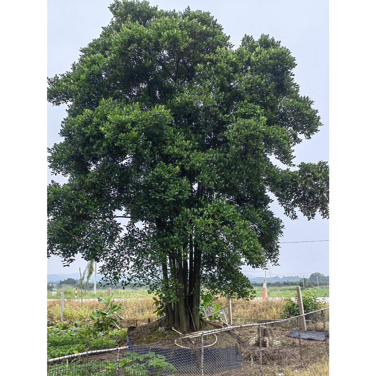 园林景观多杆重生和顺树袋苗苗木基地直发容器假植苗丛生鹅肾木