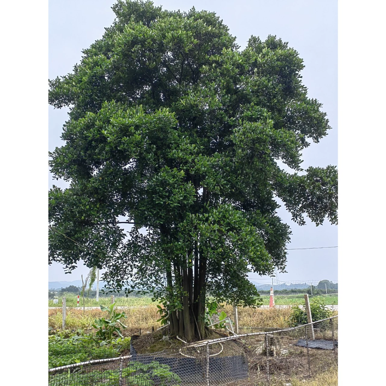 Садовый ландшафтный многогнездный саженец дерева с гладкой корневой системой для прямого посадки в контейнере, кластерный саженец дерева "гусиная печень".