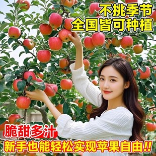 Apple Tree Seedlings Extra Large Grafted Red Fuji Rock Candy Heart Saplings Courtyard North and South Fruit Trees That Bear Fruit in the Same Year