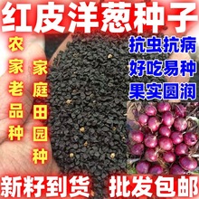 洋葱种子紫皮洋葱种子农家老品种葱种圆葱扁圆紫色蔬菜种籽孑紫