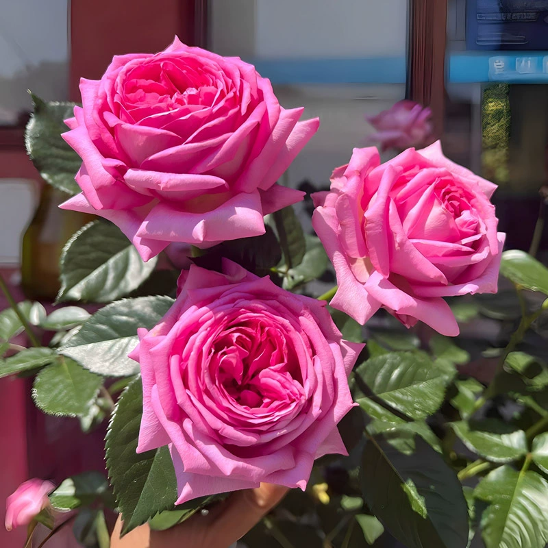 Одноцветочные розы Трафант в горшках, рассада для дропшиппинга, ароматные, для балкона и двора, цветение круглый год, очень крупные розы.