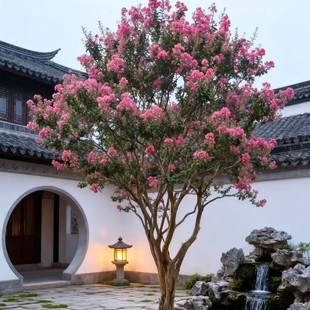 �c�����^������ޱ��ͥԺ�b����ɫ���侰�^�Gֲ�W�W����