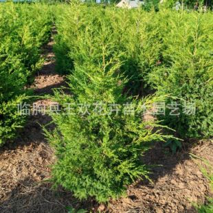 ���ؘ����ɘ���؂Ȱ؃~��������~�ɾG������ֲ��ؘ����ļ�����