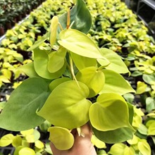 ����֭���G�q����ɫ�����~Ƭ�Ꭷ�̨�Gֲ�������M�ھW�t�S��G�}