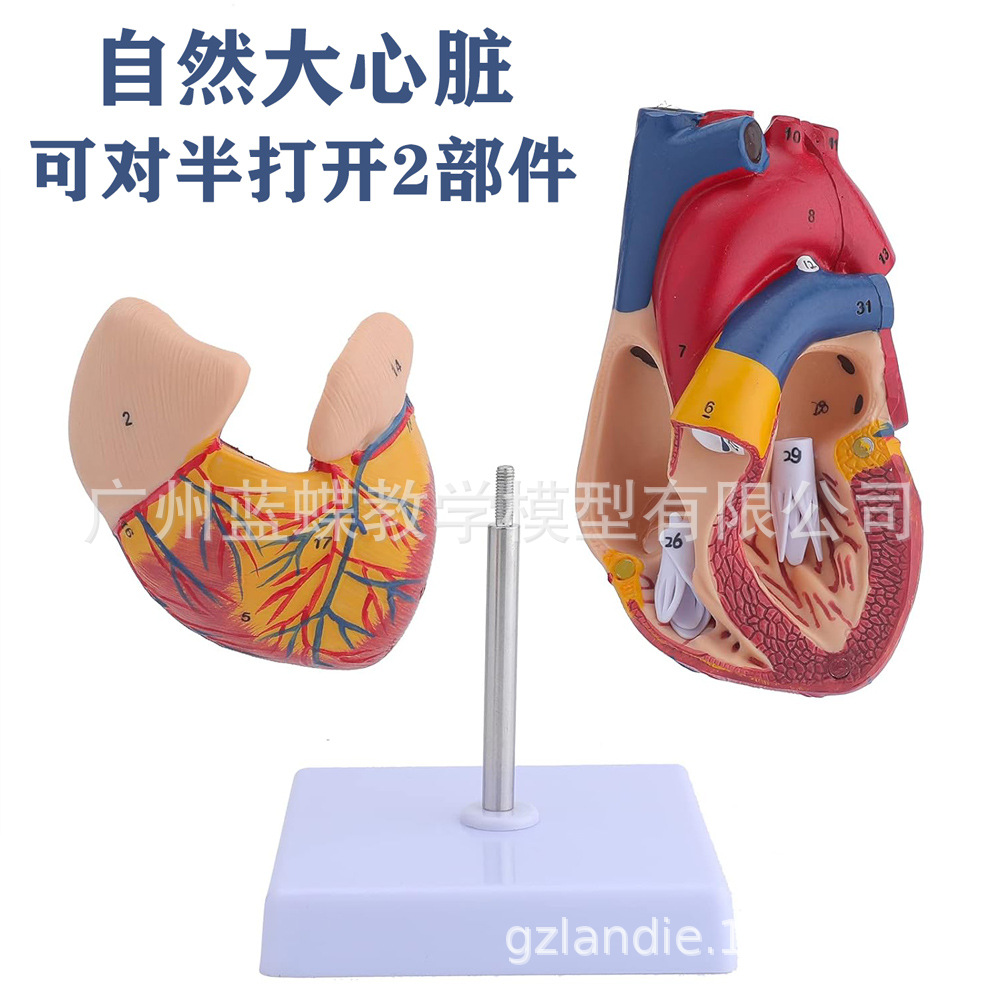 1:1��������ģ�� B���ʳ��� ѭ��ϵͳ���ڿ�������ʽ�ѧģ��ҽѧ