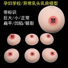 孕妇学校妇产科 母乳喂养异常乳头乳房模型 教学用示范乳腺模型