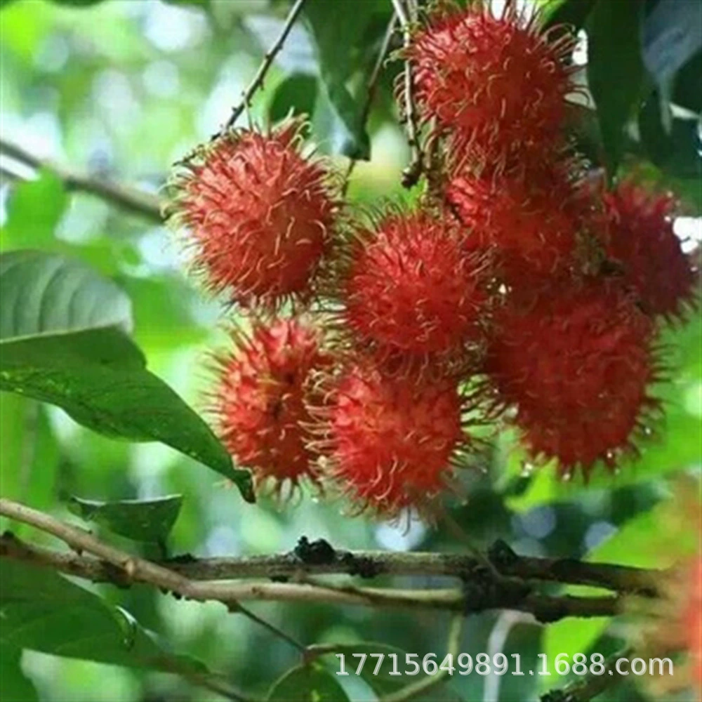 Хуанмаодань рамбутан саженец прививка результаты двойного сезона Хайнань Баоянь № 6 результаты посадки в горшках года