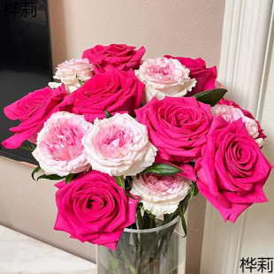 Floyd Rose Flowers Yunnan Kunming Dounan Base Flowers Direct Fresh Cut Flowers Water Cultivation 1 Piece Sf Express