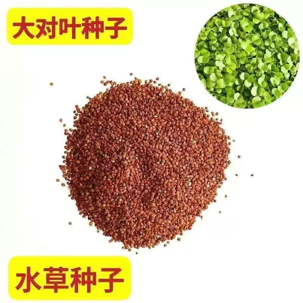 10,000 water grass seeds