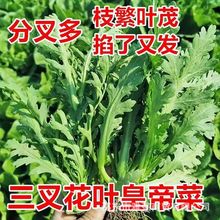 �ֶ����������ʵ۲�ζ��������˷N��Ʒ���˰l�ͺ������·N