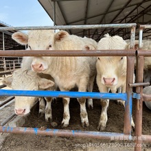 夏洛萊牛養殖場 改良夏洛萊牛肉牛犢 黑牛小牛犢