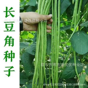�G��ʯ�����ܶ��ǷN�ӾG�l������Gɫ�L���Ǵ���¶������߲˷N��