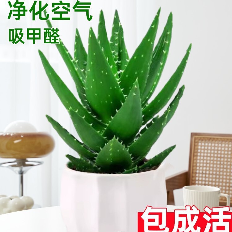 Aloe Vera Potted Plant Indoor In addition to Formaldehyde Purify Air Green Plant Desk Fleshy Four Seasons Good Flower Cactus
