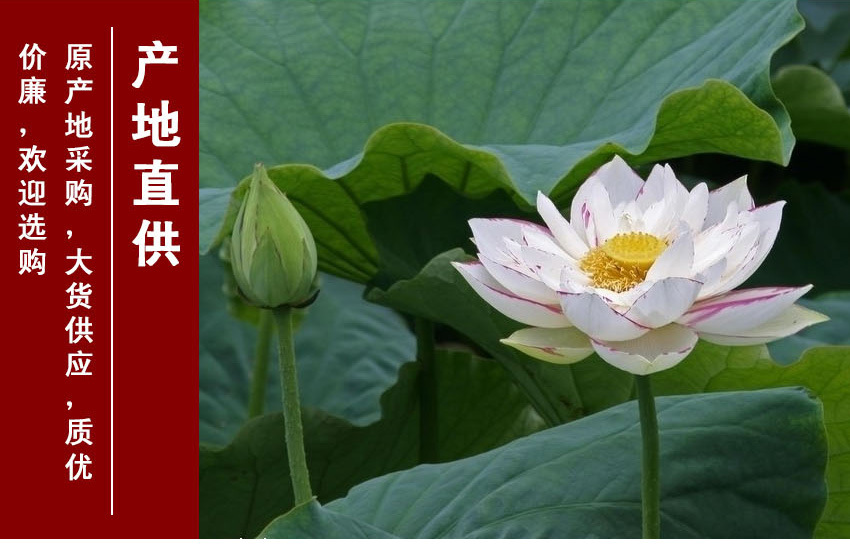 Red Lotus Seeds 500g Coreless Dried Hong Lian Zi for Soup Congee and Herbal Tea quality and texture
