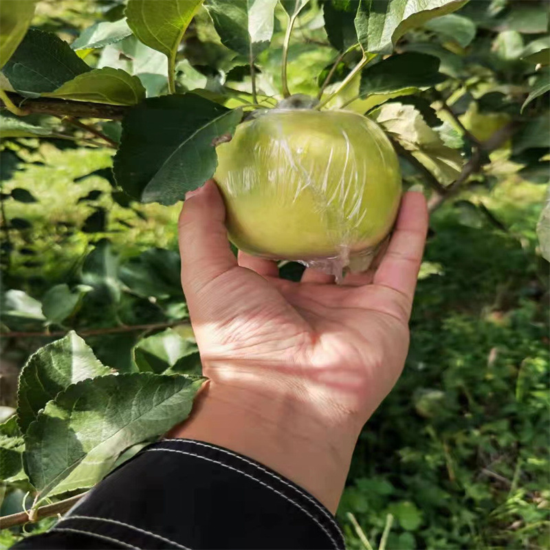 苹果苗