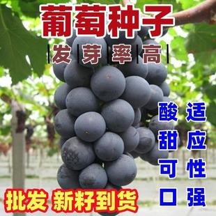 (a generation of hair) vine seeds red raisin seed beauty refers to giant peak summer black grape seed wholesale