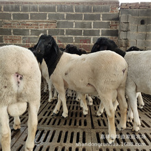 杜泊绵羊行情 白头杜泊绵羊多少一只 澳洲白羊哪里有卖的