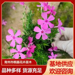 �󻨸����������Ի����@���쾰�ͺ��޸����ܸ�����֥�� �_����