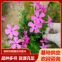 花海耐寒盆栽大花福禄考