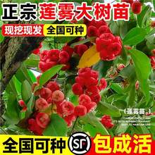 ɏ�F����޽���ڽ���̨����Ʒ�N���ǰű��ϱ���ͥԺ�Nֲ����Y��