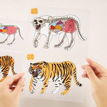 老虎解刨创意场景贴纸骨骼解压益智创意创新动物系列构造拼图早教