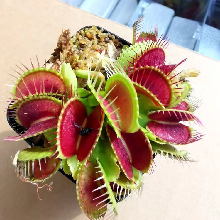 Agrafe de flytrap de dent de beauté environ 1cm