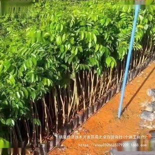 �w�b��z�ľ����骳����M�ڳ��������̴���S̴С�~�E���̫��