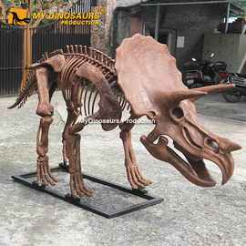 3米三角龙骨骼化石标本 景区公园室内热销装饰还原博物馆恐龙骨架