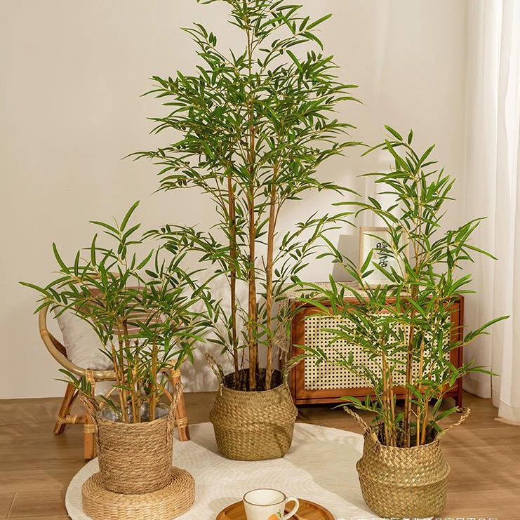 Зеленая посадка бамбука в горшечном помещении