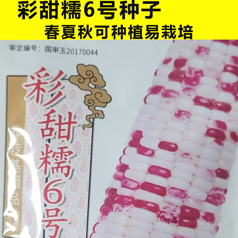 National approved Caitiannuo No.6 corn seed colored waxy corn seed wholesale high-yield hybrid spring four-season planting