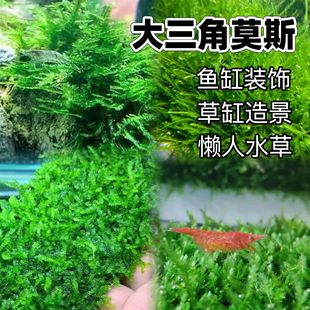 Ī˹��ˮ�����l�����Ǵ��I����ɺ��С����ˮ���Pβ̦�~���쾰���w