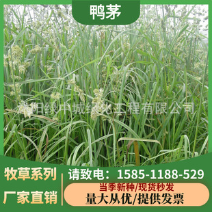 Duckgrass Seeds, Cold-Resistant Orchard Grass Seeds, Forest Grass Seeds, Duckgrass Seeds, Cattle, Sheep, Pig and Rabbit Pasture Seeds, Slope Grass