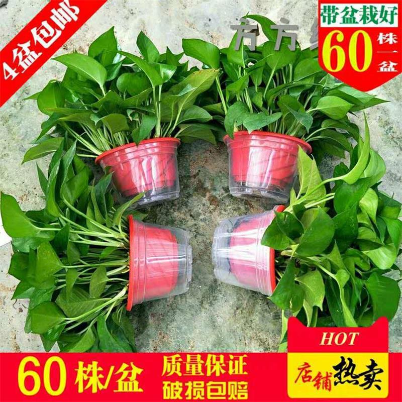 추천] 게으른 물 저장 빨간색 냄비 4개 + 비료 6개 [높이 30Cm 포토스