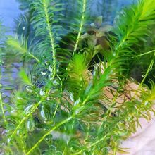 鱼缸水草绿菊增氧造景装饰耐活增氧淡水植物鲜活定植环跨境速卖通