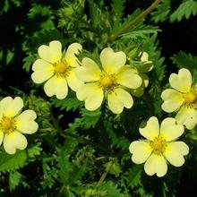 ί��˷N�Ӱ��^�̸��ݶ��������^�ر�ֲ��ͥԺ���ԾGֲ�G���ݻ�