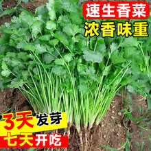 香菜种子大全秋后香菜盆栽苗大叶芫荽种四季阳台香草籽种老品种籽