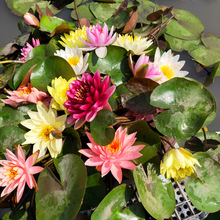 睡莲带花苞盆栽莲花水培植物四季室内睡莲花苗池塘水养大睡莲根块