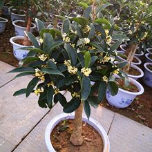 桂花树苗桂花苗盆栽金桂四季桂室内外浓香型阳台花卉绿植庭院盆景