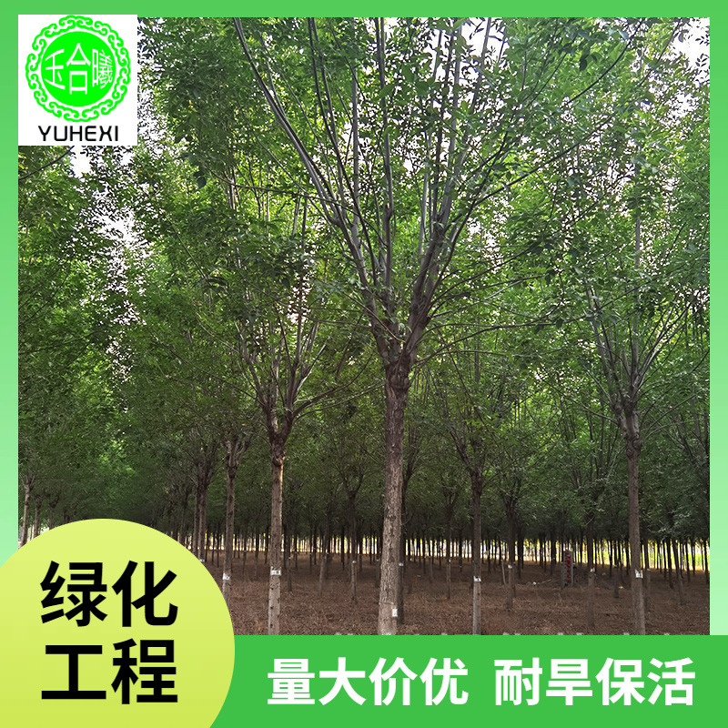 速生白蜡树苗 园林观赏对节白蜡小苗庭院室外种植树工程绿化苗木