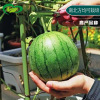 Honey potted small watermelon seed farmland vegetable garden crops, fruits red soil watermelon seeds