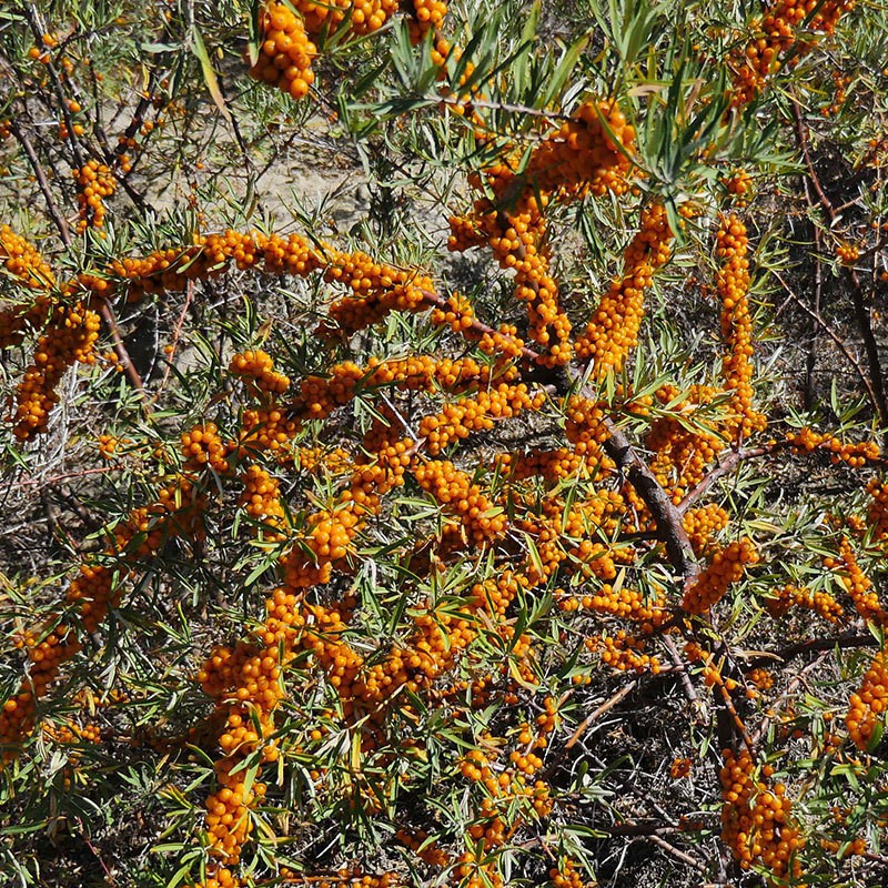 Frozen Wild Sea Buckthorn Berries Fresh Harvest Inner Mongolia 1000 kg Bulk key features