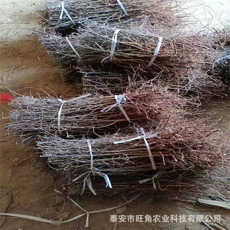 fd2539195c151394d13131d4a62401