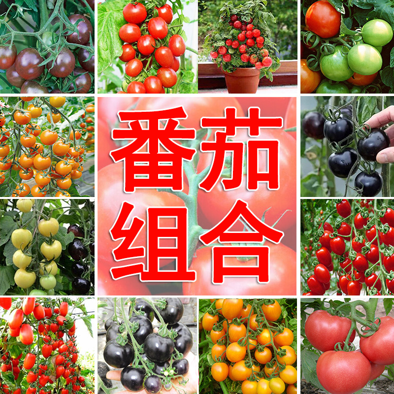 老品种西红柿种子圣女果小番茄种籽四季阳台盆栽春季高产蔬菜种孑