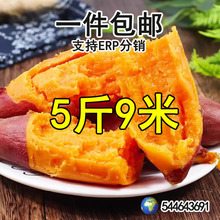 河南沙地龙九红薯黄心蜜薯现挖现发新鲜甜美嫩滑优质健康美味